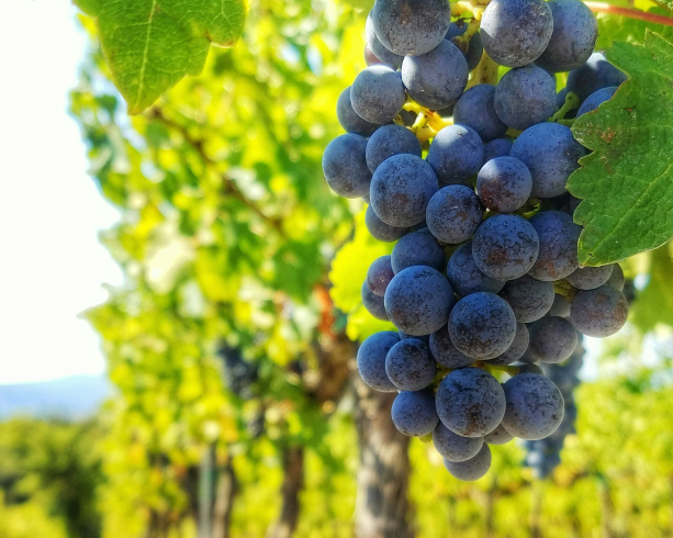 Artigiani del gusto italiano